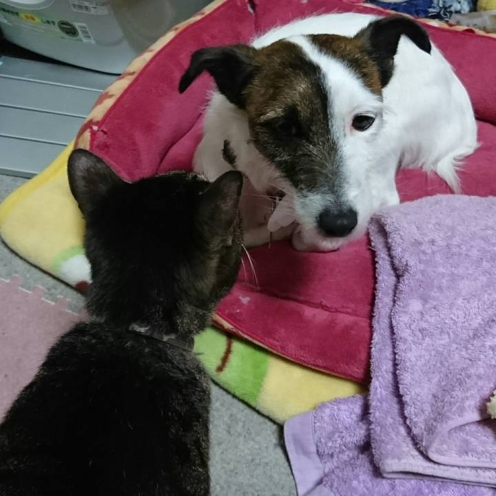 D78d60d1 2db2 46ab 91f4 4d13297891a4