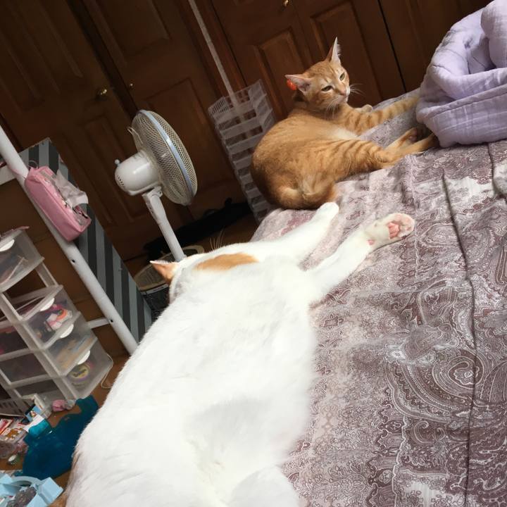 D7a36a12 ef3a 4eb2 b7a7 bbef314c15b4