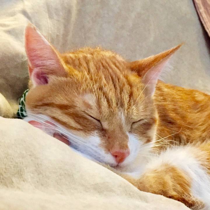 D7d70c66 d8ee 446b a28f ea61ade9920d