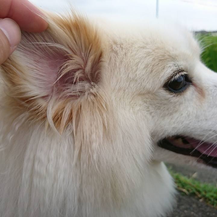 D8017a88 1983 4fda 94c2 e928c1e10989