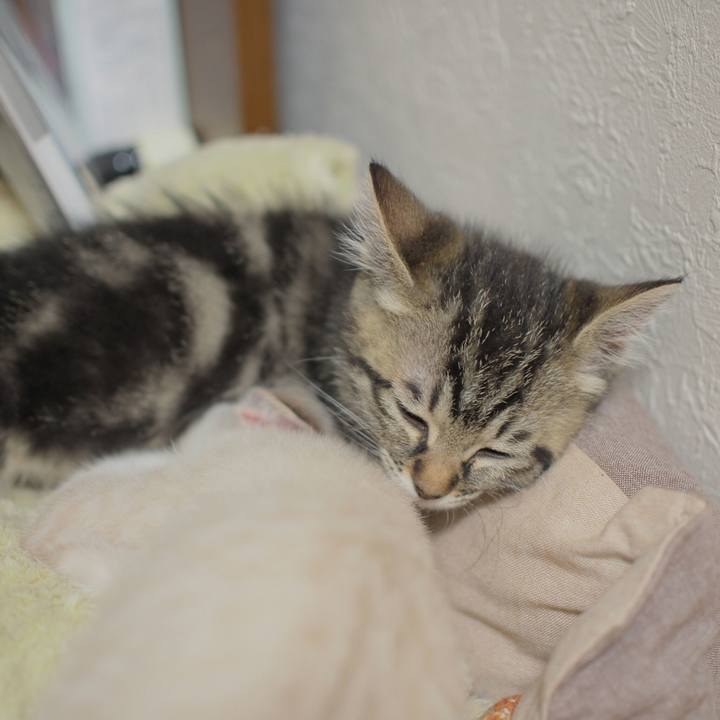 D808e544 817f 48bc b316 f2c23f44bee9