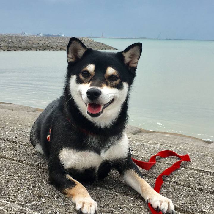 D8190234 2754 4177 95f0 49584b267a20