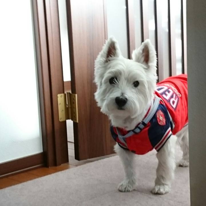 D8232598 e261 40bf b9b9 bf36da2105e4