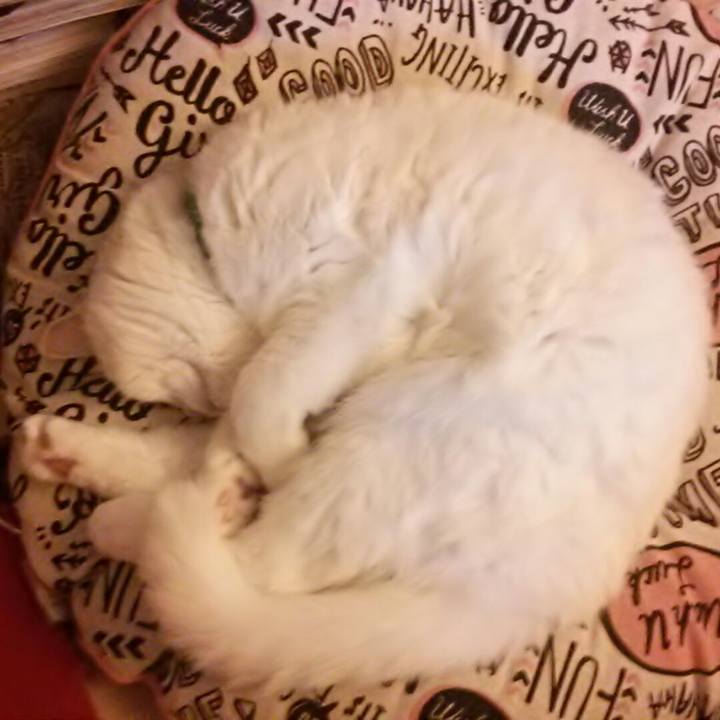 D8634789 e089 4c14 8a81 bda1862a9bd8