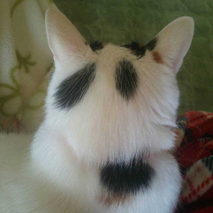 D863bc6c 0bb4 4226 9a5d b51687c87793