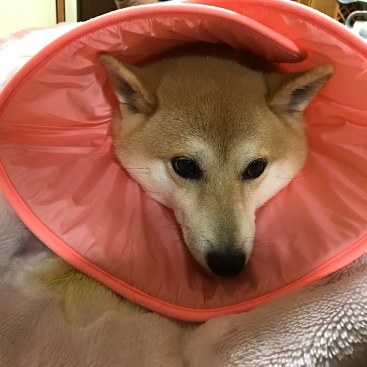 D86ecee7 8d36 4206 8c4a 02a7996010a1