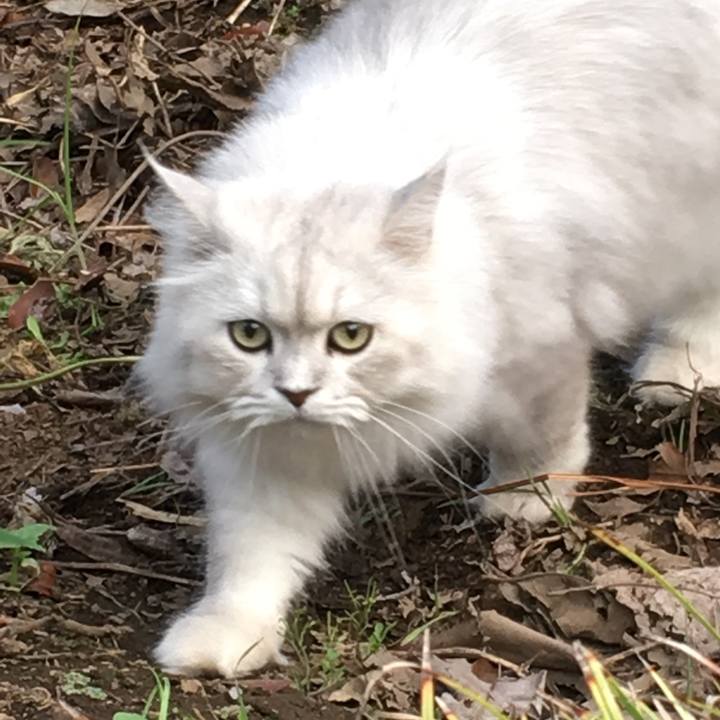 D875f267 9186 4ad4 883c c3fff41b0c96