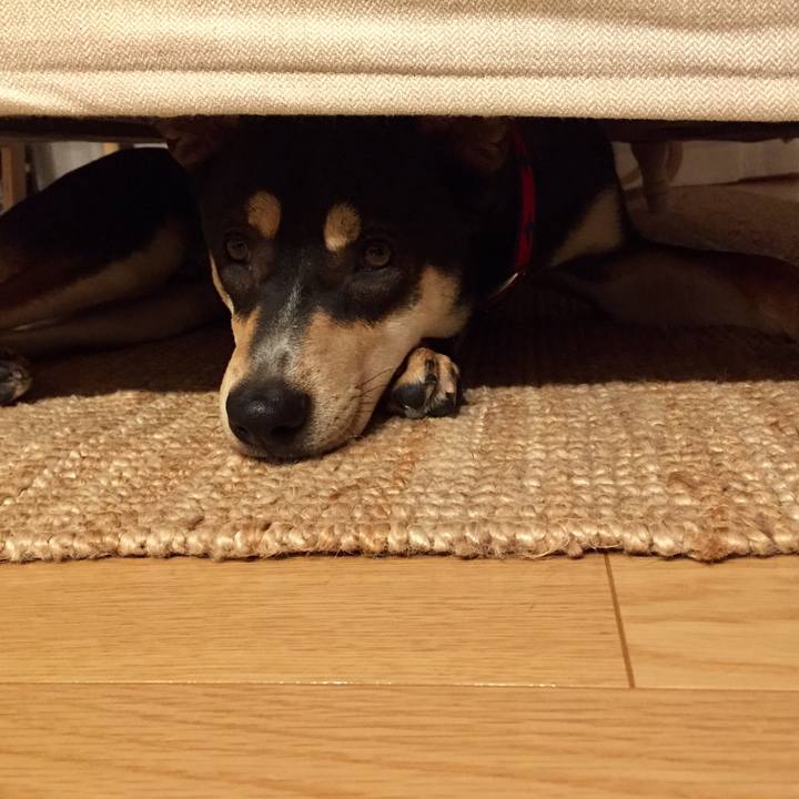 D8830fab ad16 4e8a 8e0c 33cd9b383e5f