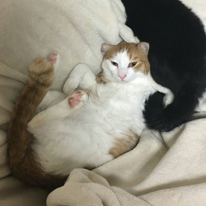 D88a938e f521 4a06 ad42 8a91db1daf09