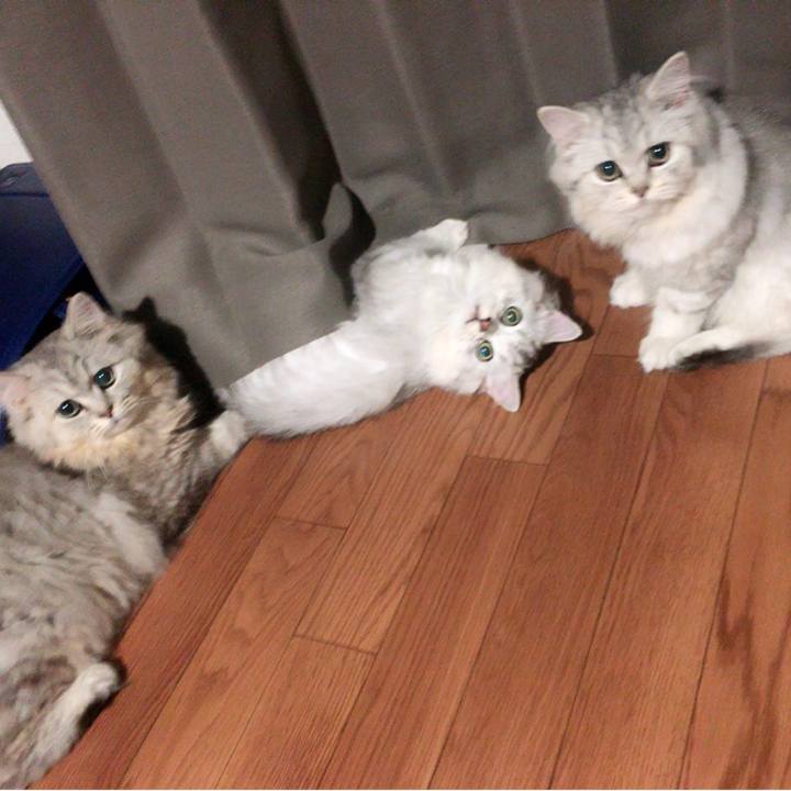 D88ced44 8c15 4e9b bb7d d9d322e2afbc