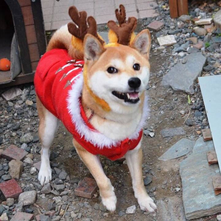 D8932ace 413c 46b1 bb20 1acd663c1c9a