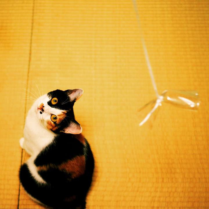 D8b72f02 7fcd 45dc 982b b40e525288ee