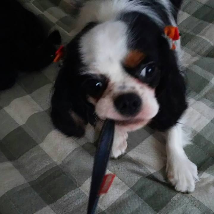 D8c236d0 0e30 40ec a61f 9ce8d70fe7a4