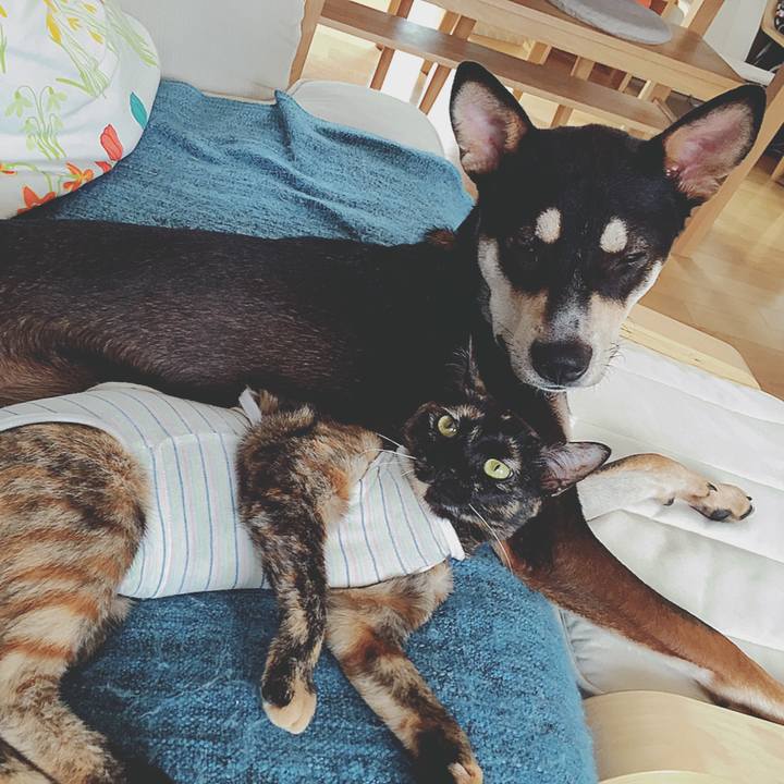 D8da061c 3945 44a5 a7b5 5302ecc5bf10