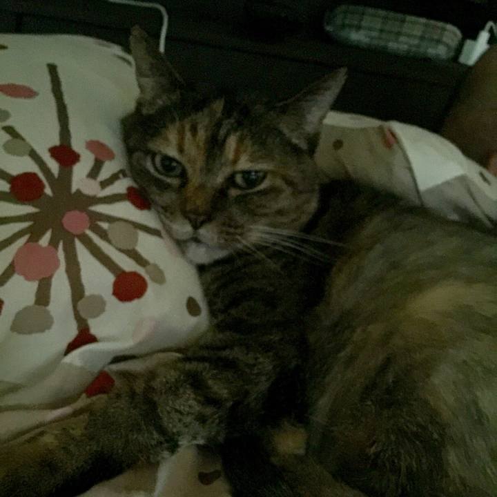 D8daa4f6 c91a 4875 81f3 9f6c74ec46e9