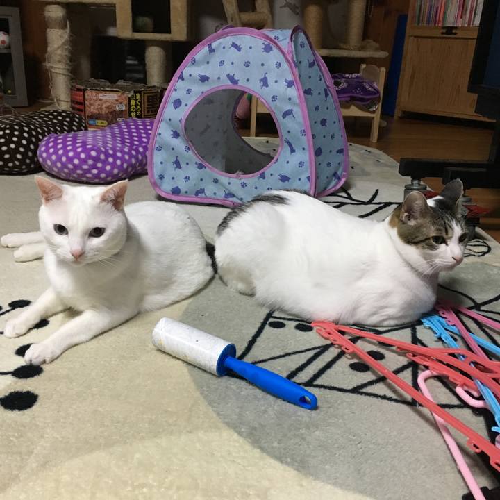 D8e428f3 7059 4e0a b986 37f4359f3ad3