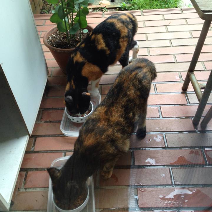 D900e83f ce6c 4169 8b31 3d779824f9a5