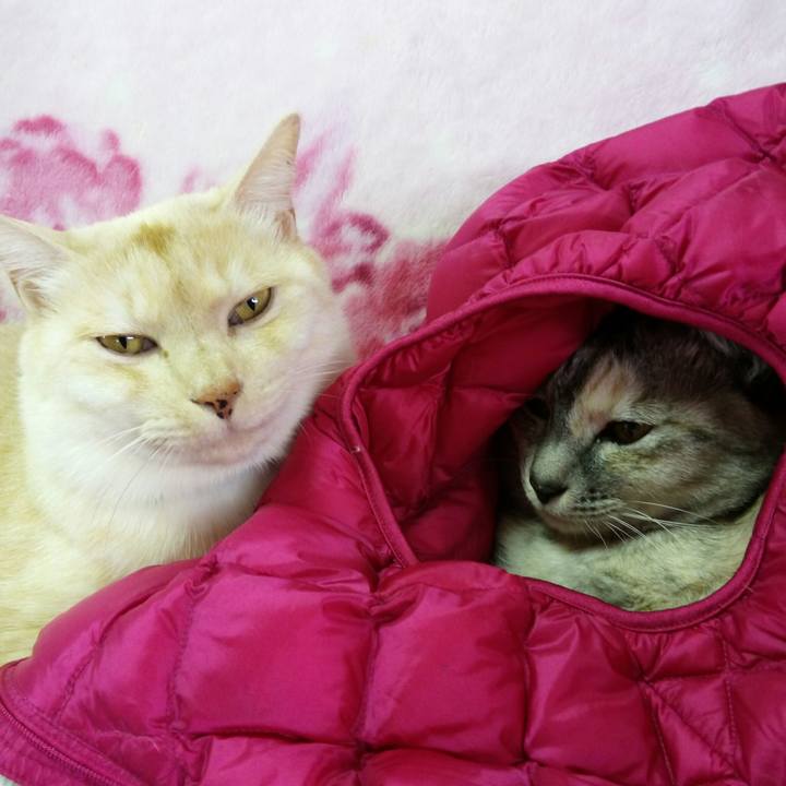 D92a07f3 f4a4 4e9d a0e2 2430f7675d1f