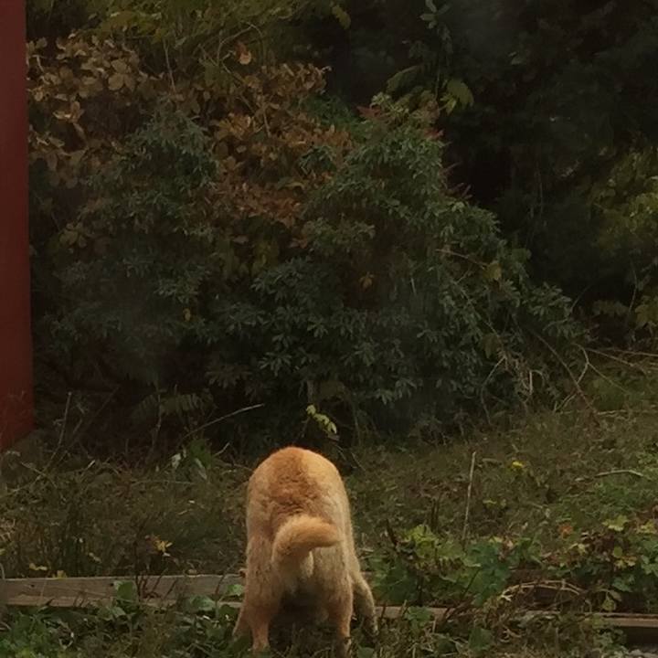 D9506506 a603 4e58 ac8c 9d6dfe75700b