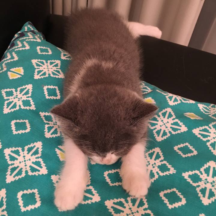 D9568a3c 6efb 43cd a855 019a573e6547