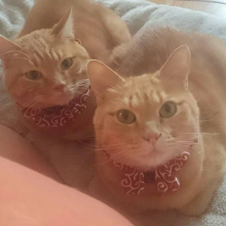 D958c5ce 97fb 489c ad78 cfdb136b51ba