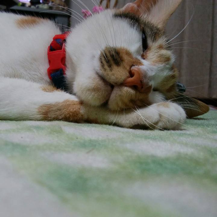 D96251c2 cdeb 491e bacf a4f4c2a25d17