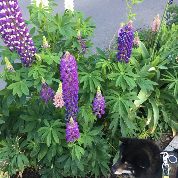 D96c0387 4f00 4bc1 99bf f870d9ed4b32