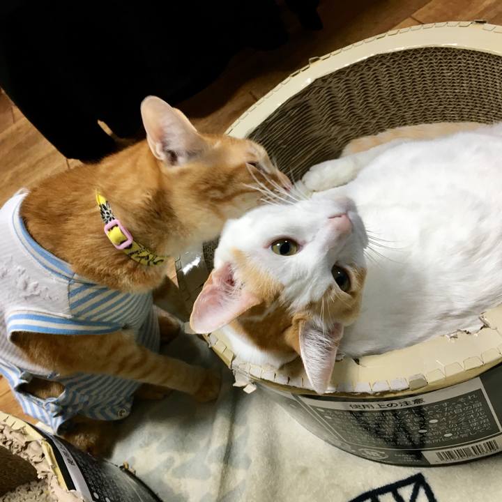 D988d6f0 8c40 4dad 9502 5390e99fda5c