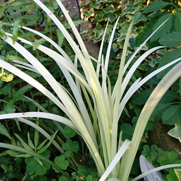 D98ae094 cc2d 474b 90b4 f2f2c1684433