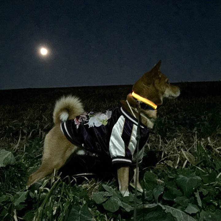 D98fb041 a08f 4175 9f3e 466c8bded66d