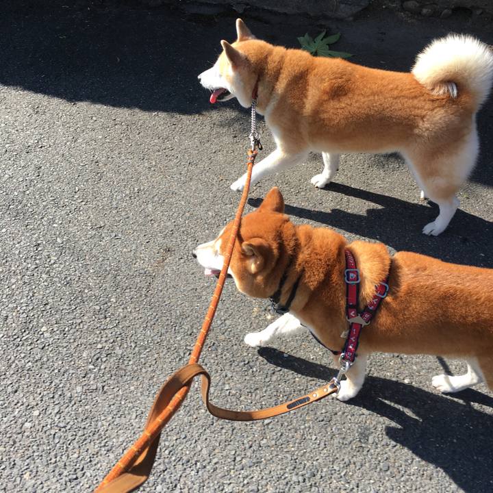 D9a718e3 6411 4449 92d0 748f219f19af