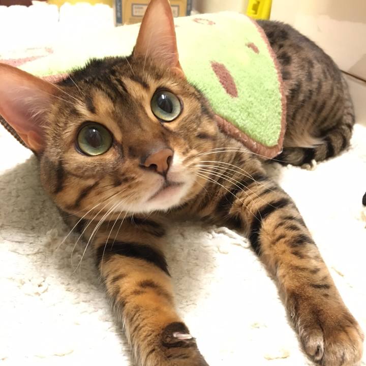 D9a9cfb7 3758 4485 8b8d b53e355eee69