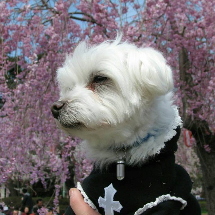 D9c8b2cc 709c 4647 9d01 0106f6b6d6f0