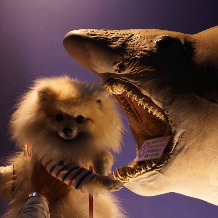 D9de85a8 44f3 42ba bbb7 c34f5ed6572d