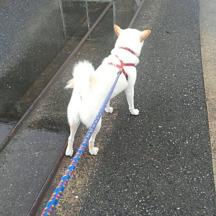 D9e7a4a2 968e 452b 84fd 13a3a88c64b0