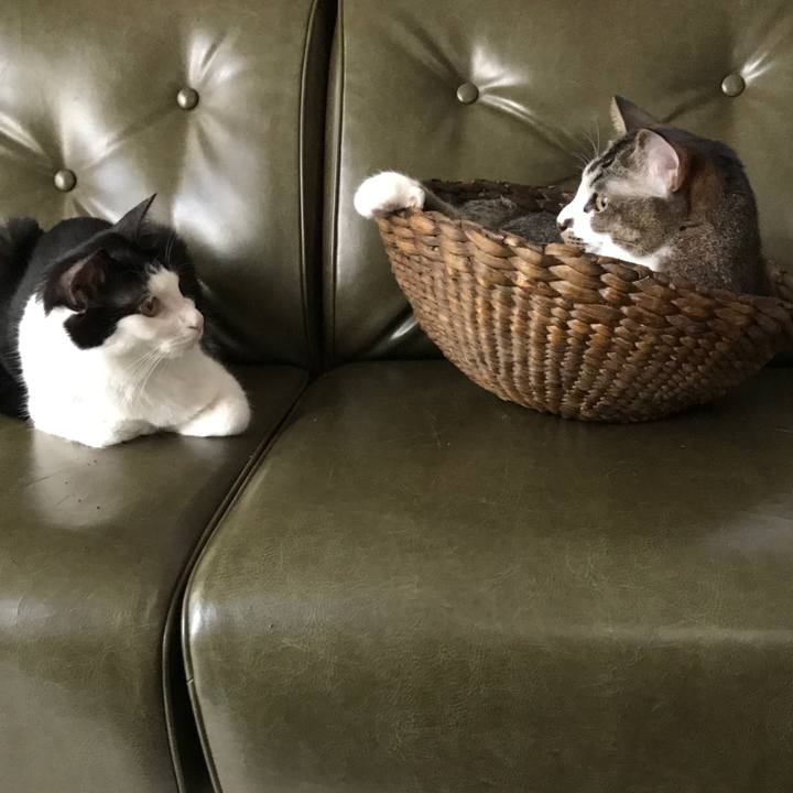 Da09528e 5438 4b7d a01f a4e1b3dd233c