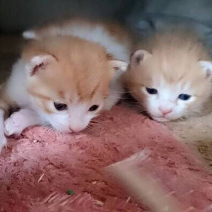 Da206be7 d179 4296 b4b1 a14b0f5b028e