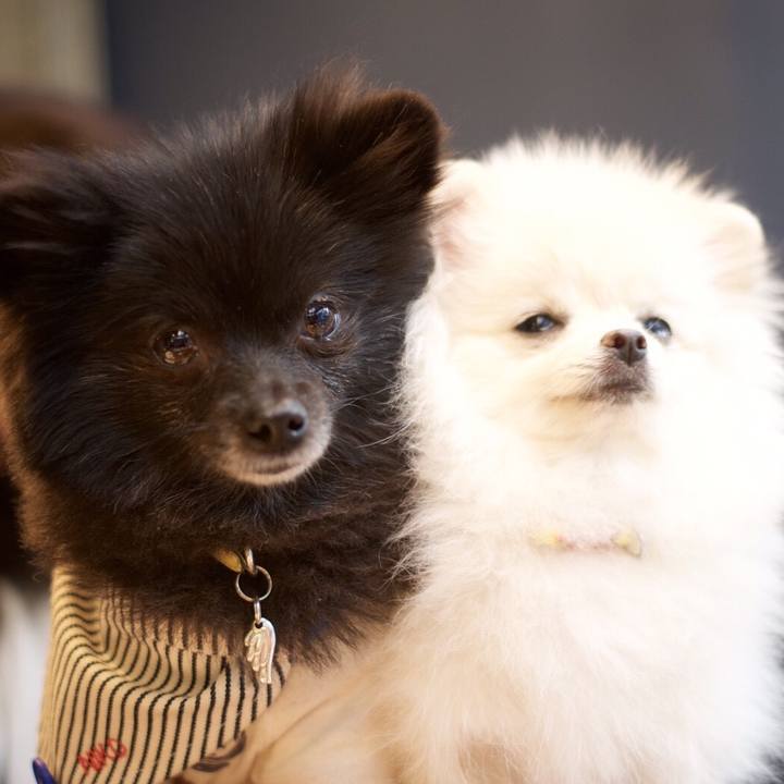 Da383678 4458 4a74 8c2b 8413459da732