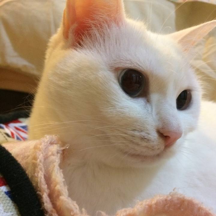 Da40913c 9d7d 423e b671 144d653c830c