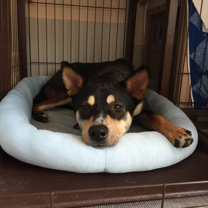 Da461380 6990 4243 90d8 8109ca332b7e