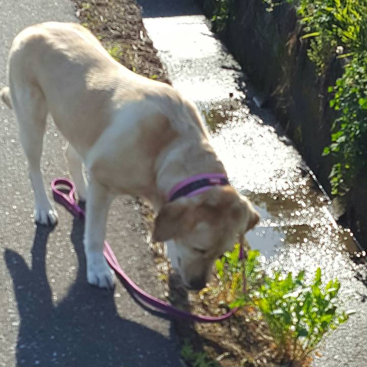 Da4a7485 0476 4a0d a082 1d272c8a3754