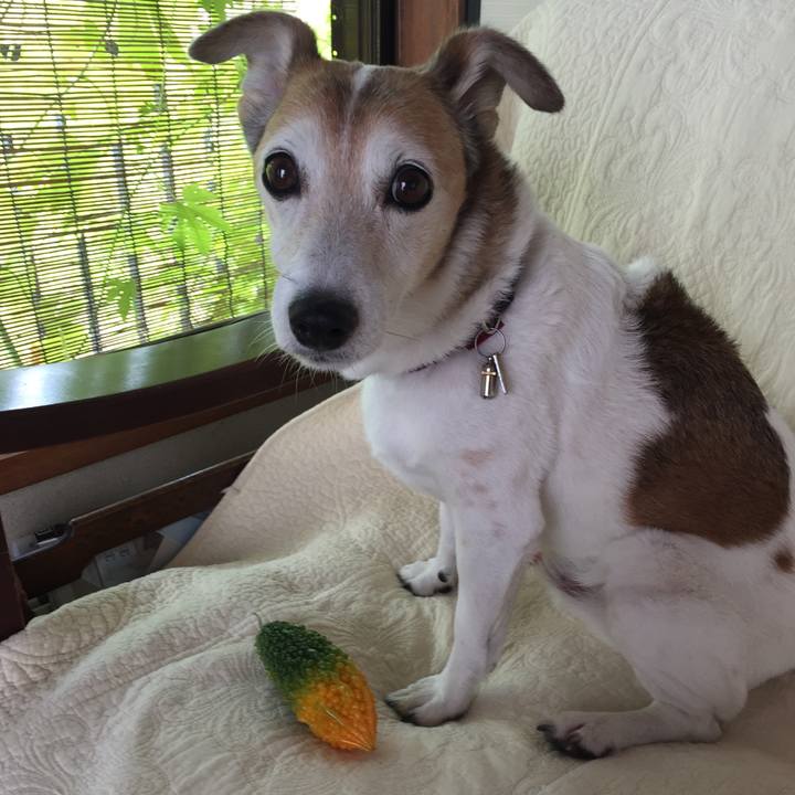 Da4dfc38 5ed9 4aef 8b6a f6bfdd276842