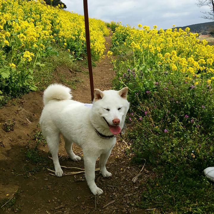 Da53515a a08e 4e81 844a 4573bd675f45