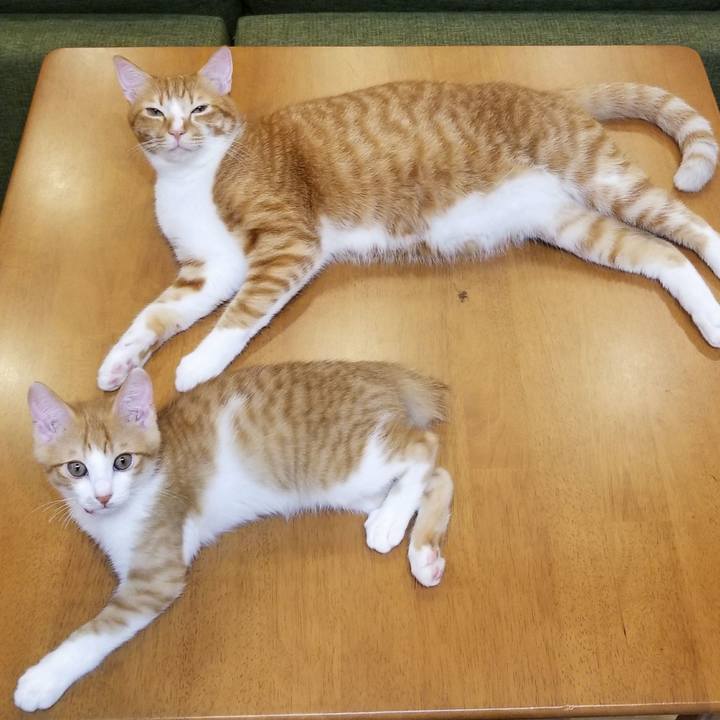 Daabd8da 0366 4b58 9151 9b86d47bead8