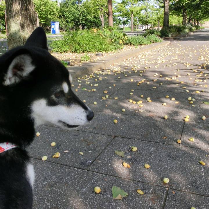 Daacdc3c a1f1 4514 81af 67c48a5a9947