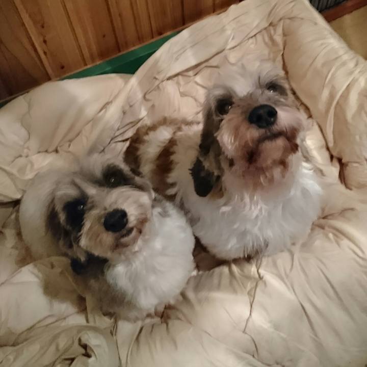 Dab5c0c8 a5f9 41bf b496 72cfcfae8930