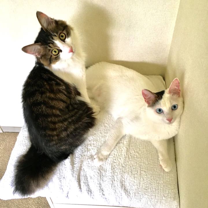 Dabed231 65f0 418a 81ed c53e7aaf9d42