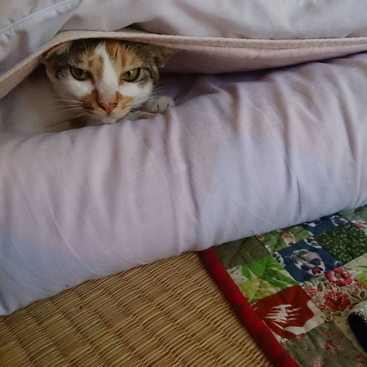 Dad0a0e7 0b4b 4ffd bf84 7aa77e50ef15