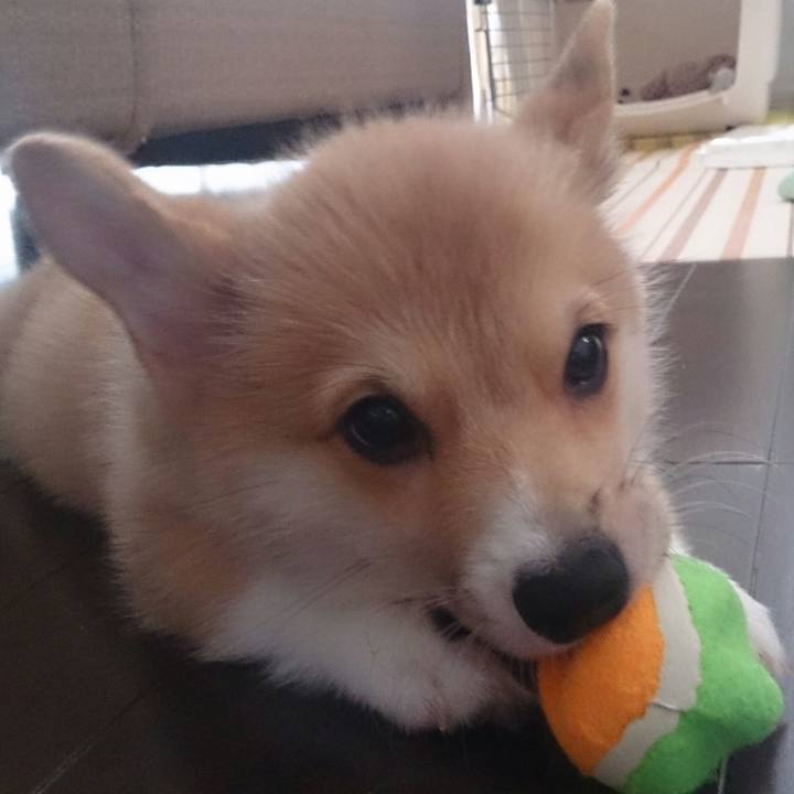 Dad0ade9 e10b 4f8a b028 811cb64474ee