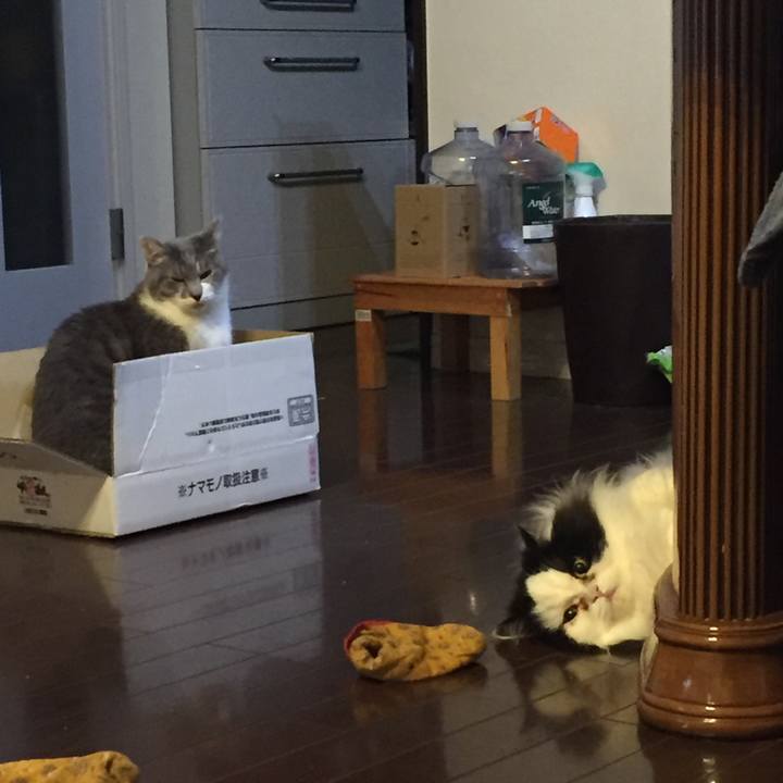 Dad18bc4 156a 43fd b406 42c1ce2a8469